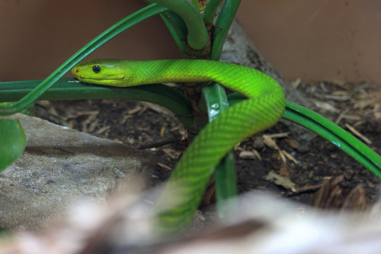 Mamba, green snake resting on plant