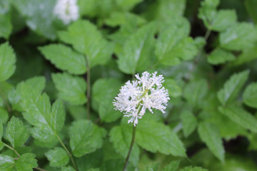 White baneberry, also known as doll's eyes. at St. Paul Woods in Morton Grove, Illinois