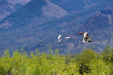 Fototapeta premium birds in flight