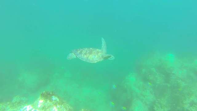 Sea Turtle swimming, Isla canal Afuera, Panama