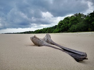 Closeup with the coconut petiole washed-up on the beach during the low tide.