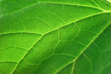 background of green leaf macro
