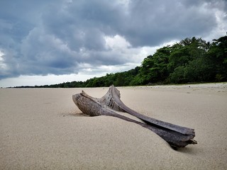 Closeup with the coconut petiole washed-up on the beach during the low tide.