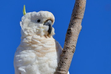 sulphur crested cockatoo