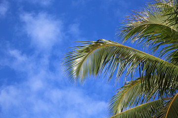 Fototapeta premium Palm tree leaves on blue sky - Hawaii