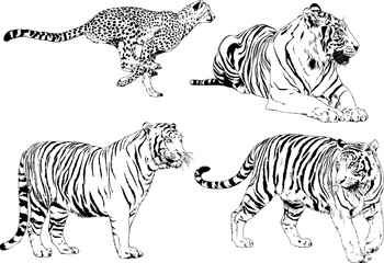 set of vector drawings on the theme of predators tigers are drawn by hand with ink tattoo logos	