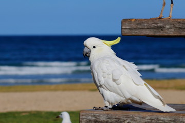 sulphur crested cockatoo © Thomas