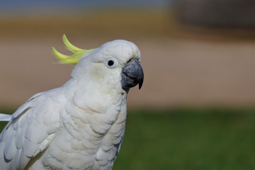 sulphur crested cockatoo