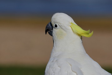 sulphur crested cockatoo