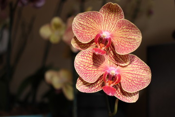 orchid on black background