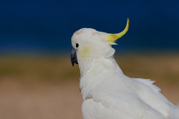 sulphur crested cockatoo
