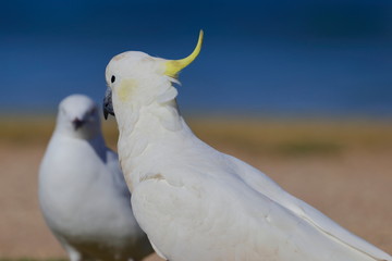 sulphur crested cockatoo
