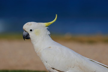 sulphur crested cockatoo