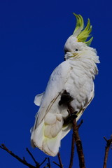sulphur crested cockatoo