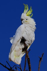 sulphur crested cockatoo