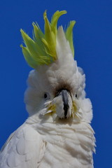 sulphur crested cockatoo