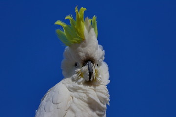 sulphur crested cockatoo