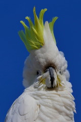 sulphur crested cockatoo
