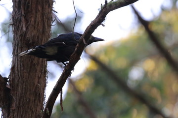 australia
