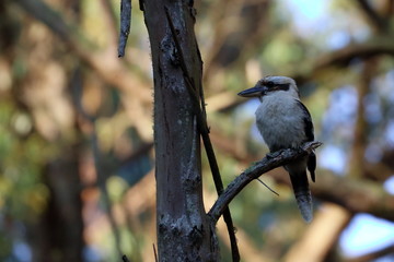 kookaburra