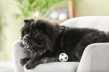 Cute Chow-Chow dog lying in armchair at home