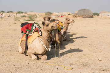 Fototapeta premium Native animals in Thar Desert in Rajasthan, India