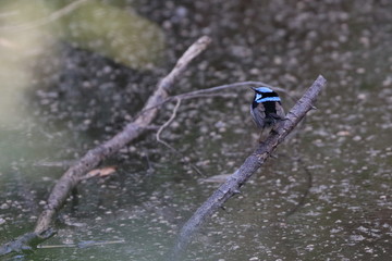australia