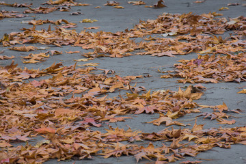 Otoño, hojas secas de árbol caduco