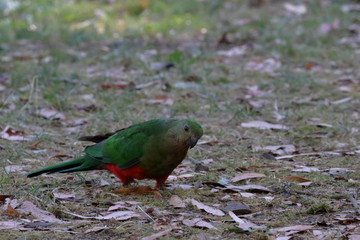 king parrot