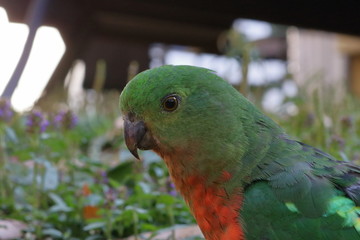 king parrot