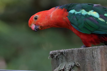 king parrot © Thomas