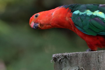 king parrot