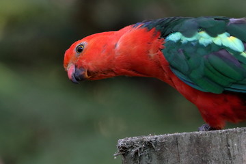king parrot