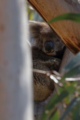 koala