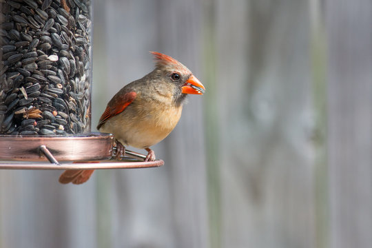Cardinal bird on a bird feeder eating sunflower seeds.