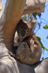 koala