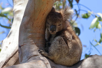 koala