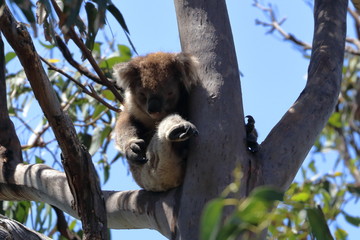 koala