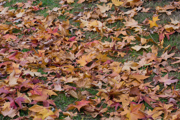 Otoño, hojas secas de árbol caduco