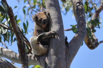 koala