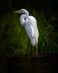Egret