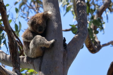 koala