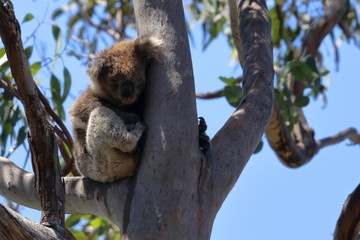 Fototapeta premium koala