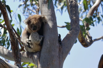 koala
