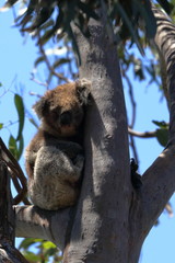 koala