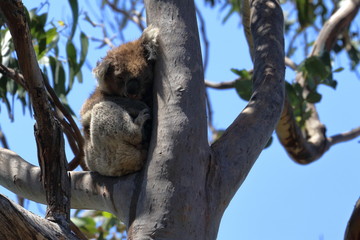 koala