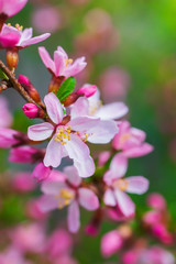 Fototapeta na wymiar Flowering almonds
