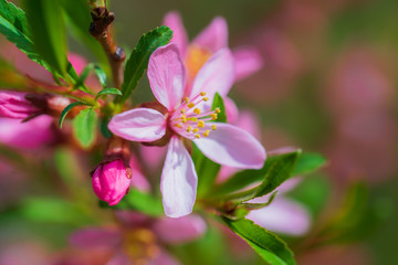 Fototapeta na wymiar Flowering almonds