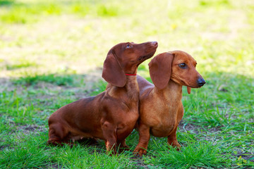 Dog breed dachshund