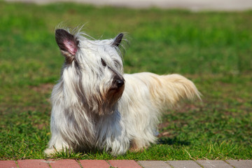 The dog breed Skye Terrier